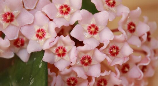 fiori di hoya carnosa