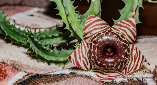 huernia