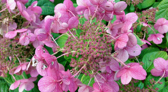 hydrangea panicolata