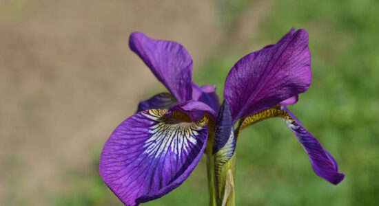 Iris
