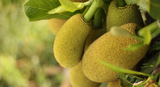 jackfruit