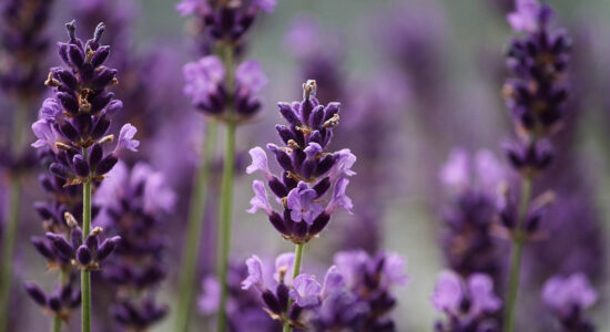 lavanda