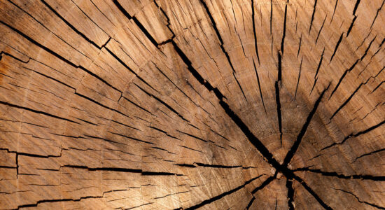 legno