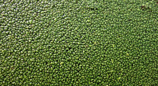 lenticchia d'acqua