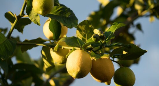limoni