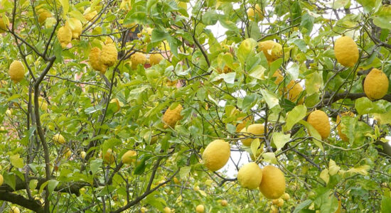 limoni