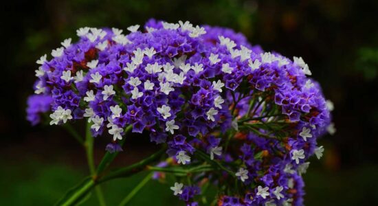 limonium