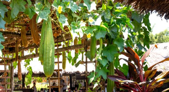 luffa
