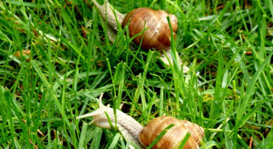 lumache