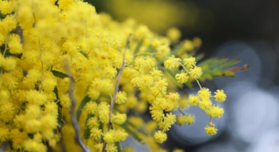 mimosa