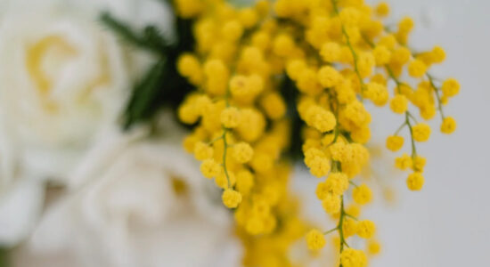 mimosa