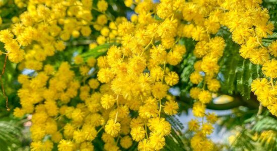 mimosa