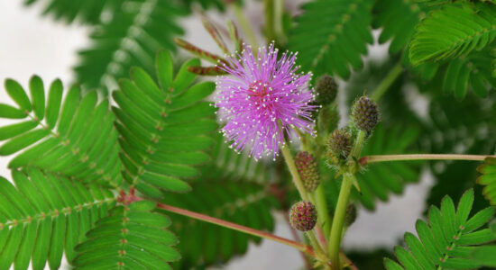 mimosa pudica
