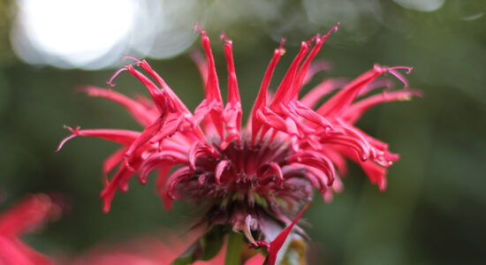 monarda