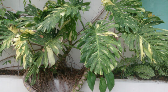 monstera deliciosa