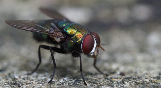 mosca