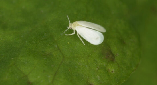 mosca