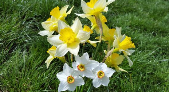 narcissus poeticus