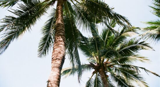 palme