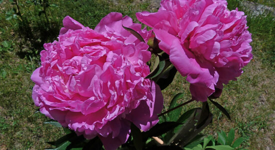 peonia