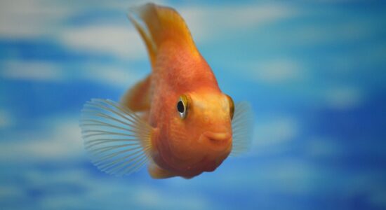 pesce