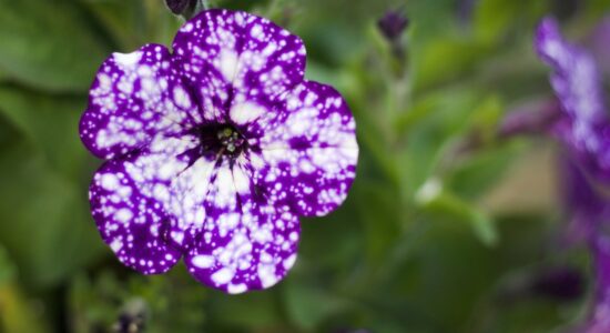 petunia night sky