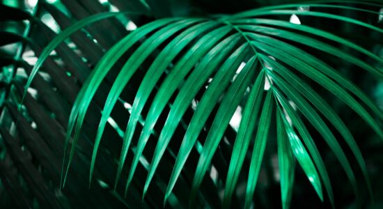 pianta