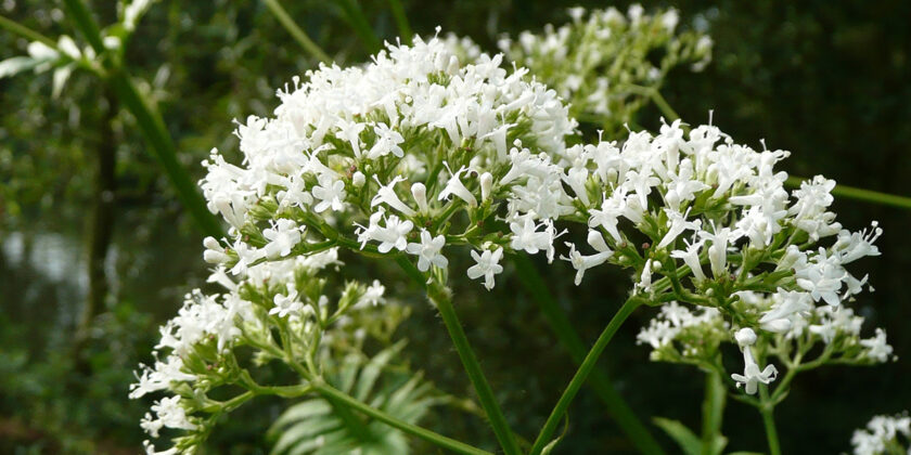 valeriana