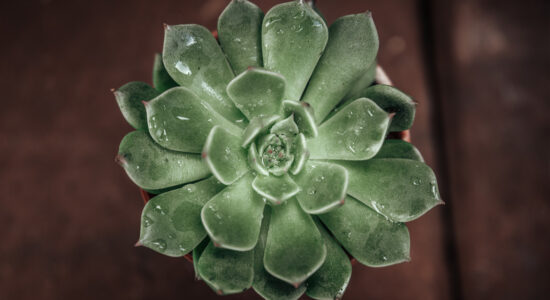 echeveria
