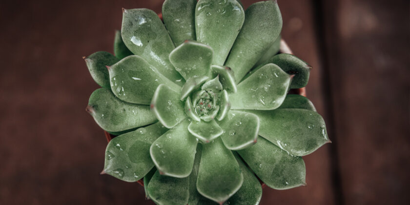 echeveria