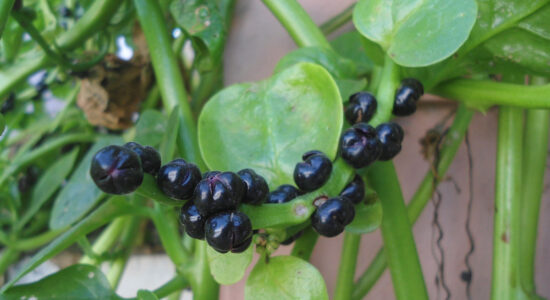 pianta