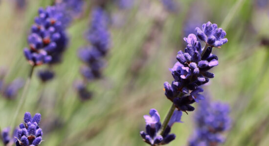 pianta di lavanda