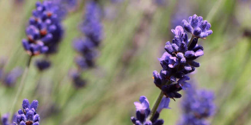 pianta di lavanda