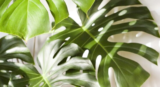 pianta Monstera
