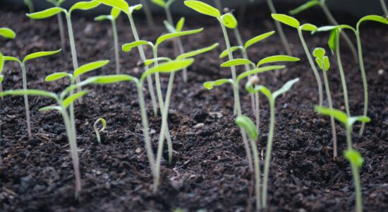 piantare germogli