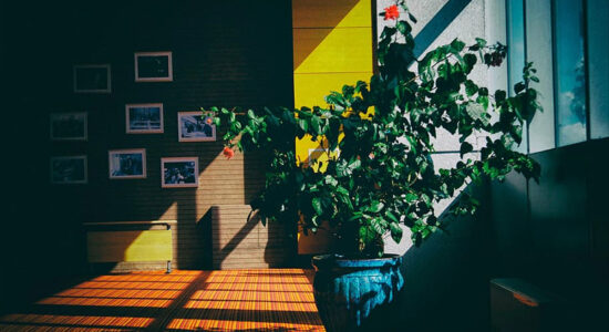 piante