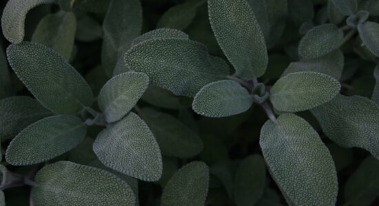 salvia
