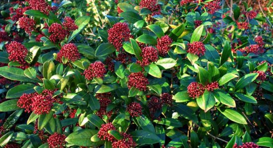 skimmia