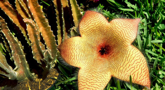 stapelia