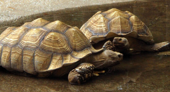 tartarughe
