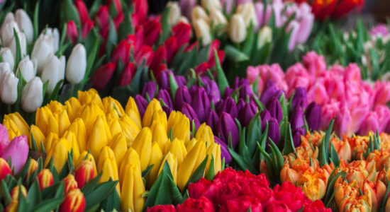 tulipani