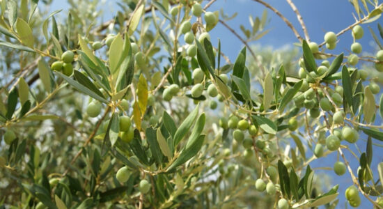 ulivo