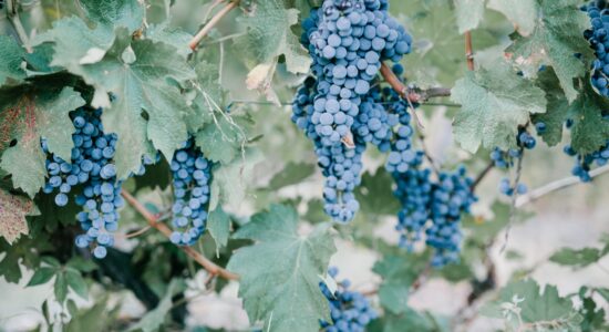 vendemmia