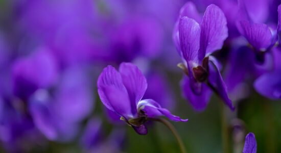 violetta