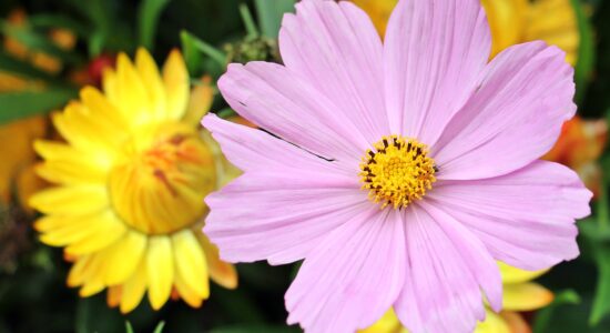 Cosmea