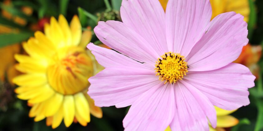 Cosmea