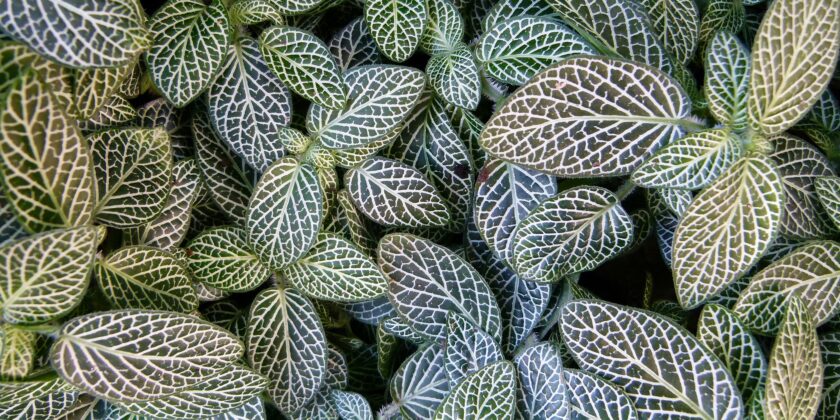 fittonia