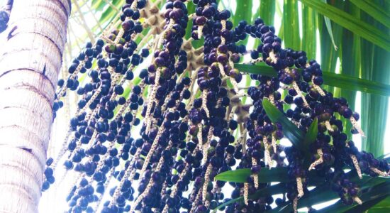 açai