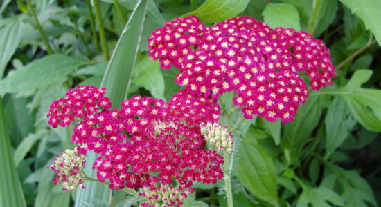 achillea