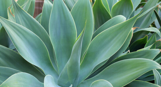 agave